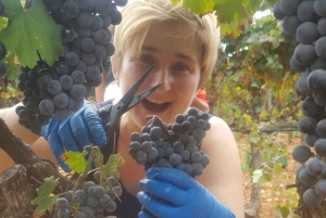 Maiorca: Tour pelas Adegas XL - incluindo 3 degustações de vinhos