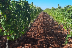 Maiorca: Tour pelas Adegas XL - incluindo 3 degustações de vinhos