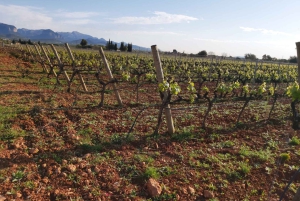 Maiorca: Tour pelas Adegas XL - incluindo 3 degustações de vinhos