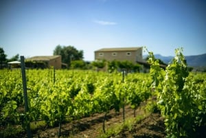 Majorque : visite d'une cave et dégustation de vins, avec des produits majorquins