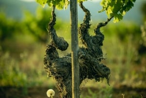 Majorque : visite d'une cave et dégustation de vins, avec des produits majorquins