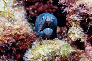 マヨルカ島：冬のダイビングアドベンチャー（認定ダイバーの方へ）