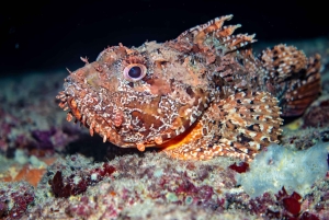 マヨルカ島：冬のダイビングアドベンチャー（認定ダイバーの方へ）