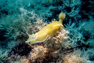 マヨルカ島：冬のダイビングアドベンチャー（認定ダイバーの方へ）