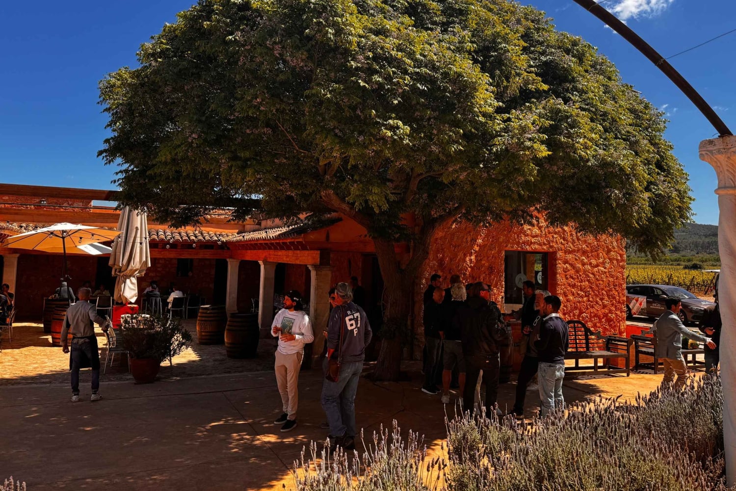 Cata de vino en una auténtica bodega familiar mallorquina