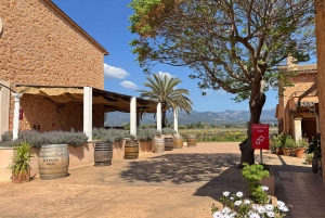 Cata de vino en una auténtica bodega familiar mallorquina