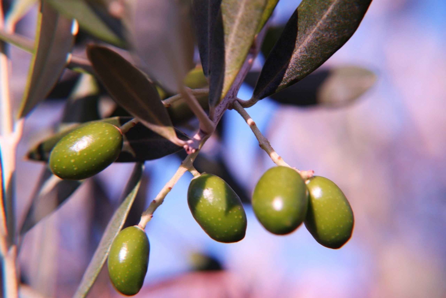 Olive plant and mill visit and tasting