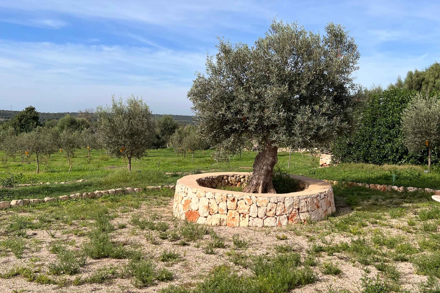 Visite et dégustation d'une oliveraie et d'un moulin à huile