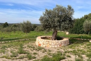 Visite et dégustation d'une oliveraie et d'un moulin à huile