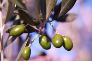 Visite et dégustation d'une oliveraie et d'un moulin à huile