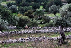 Visite et dégustation d'une oliveraie et d'un moulin à huile