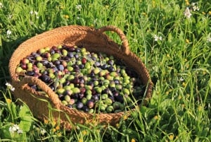 Visite et dégustation d'une oliveraie et d'un moulin à huile