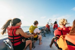 Baie de Palma : 1 heure d'aventure en bateau rapide