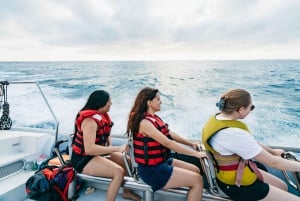 Zatoka Palma: Speedboat Discovery Tour