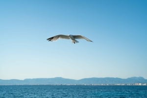 Palma de Mallorca: 5-stündige Katamaranfahrt mit Mittagessen und Schwimmen