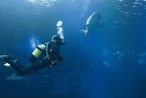 Palma de Mallorca: Hajdyk i Palmas akvarium