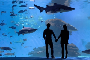 Palma de Mallorca: Hajdyk i Palmas akvarium