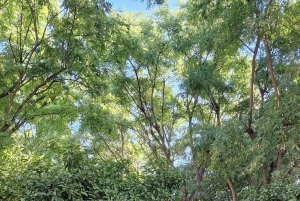 PALMA DE MALLORCA & SOLLER MIT BAHN & STADTFÜHRUNG ab Palma