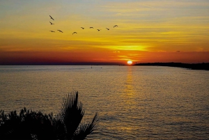 Palma: Sähköinen vuoristoseikkailu: Aja korkeammalle, mene pidemmälle!