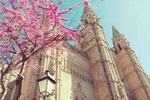 Palma: Rundvisning i den gamle bydel og skip køen-billet til katedralen