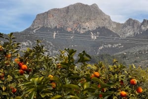 Palma: Fazenda de laranjas, moinho de azeitonas e visita à vinícola com degustações