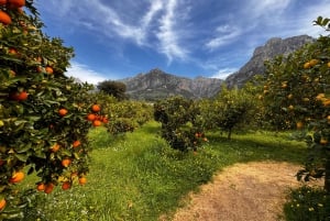 Palma : visite d'une orangeraie, d'un moulin à huile et d'un domaine viticole avec dégustations