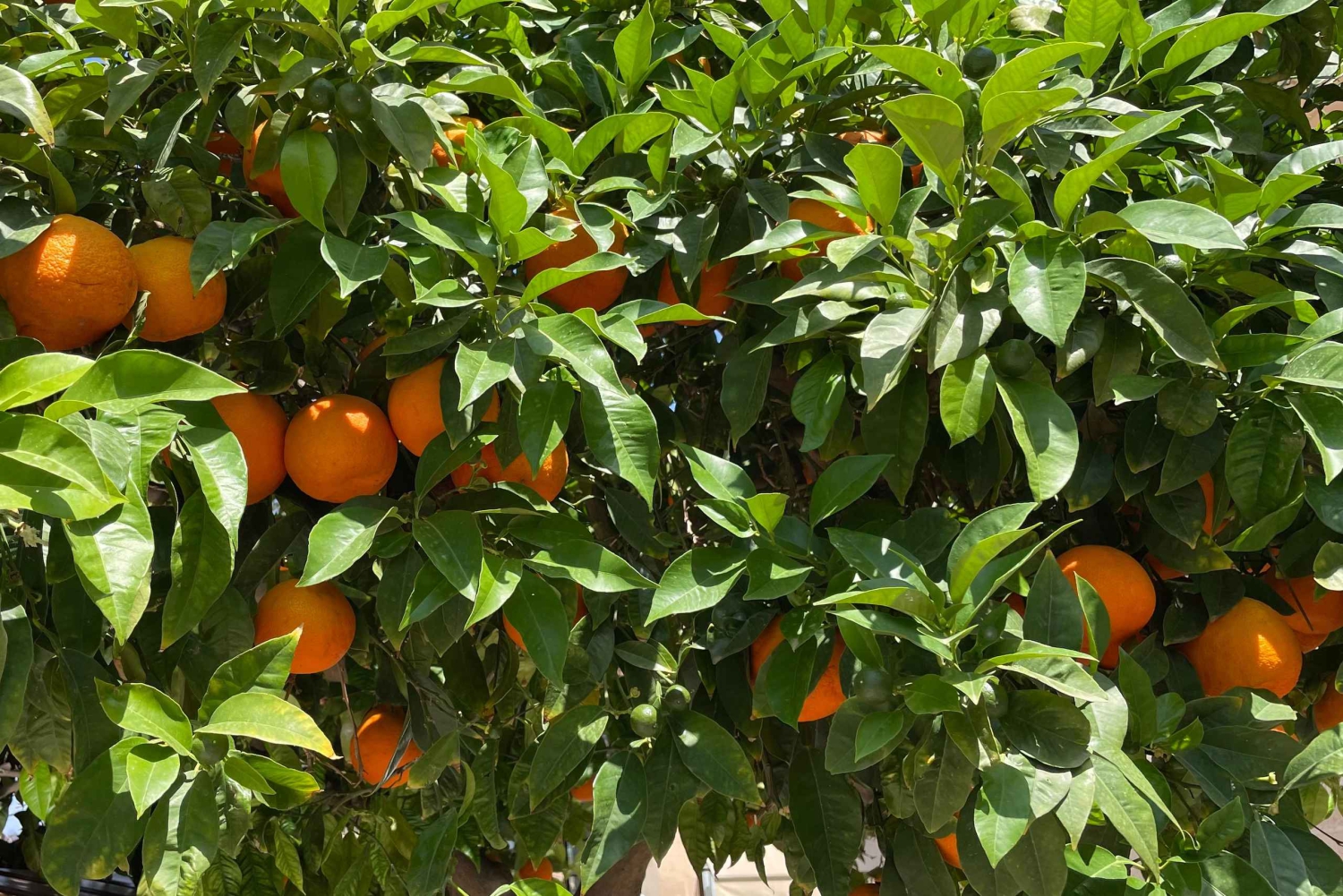 Palma: Vintagetåg i apelsinodalen och rundtur på apelsinodling