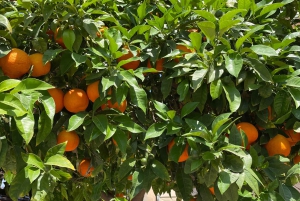 Palma: Vintagetåg i apelsinodalen och rundtur på apelsinodling