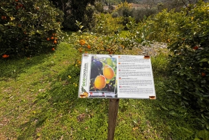 Palma: Vintagetåg i apelsinodalen och rundtur på apelsinodling