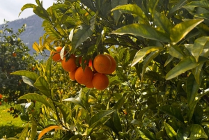 Palma: Vintagetåg i apelsinodalen och rundtur på apelsinodling