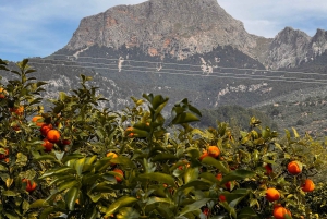 Palma: Vintagetåg i apelsinodalen och rundtur på apelsinodling