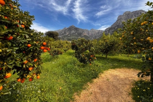 Palma: Vintagetåg i apelsinodalen och rundtur på apelsinodling