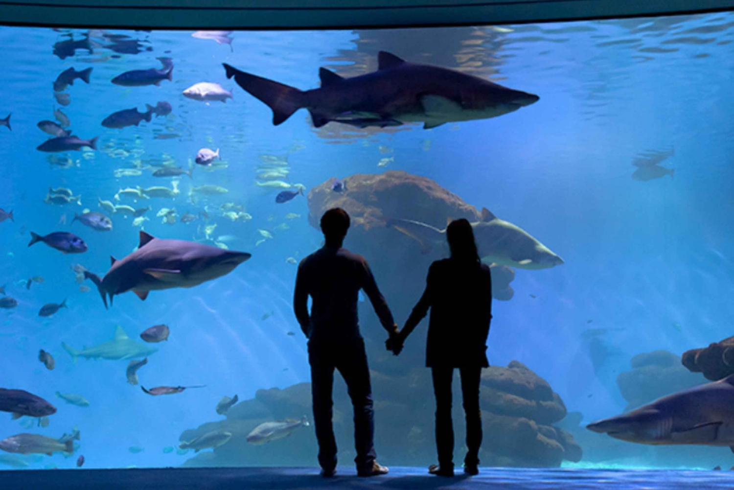 Palma : Billet pour l'aquarium de Palma avec service de transfert