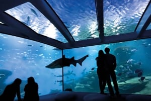 Palma: Palma Aquarium-ticket met transferservice