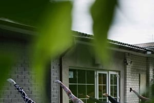 Yksityinen auringonnousu-/auringonlaskujooga ja mindfulness luonnossa