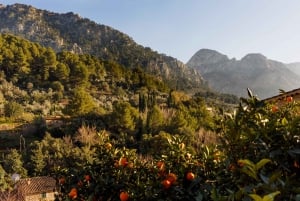 Vall de Sóller Autêntico: Visita de um Dia