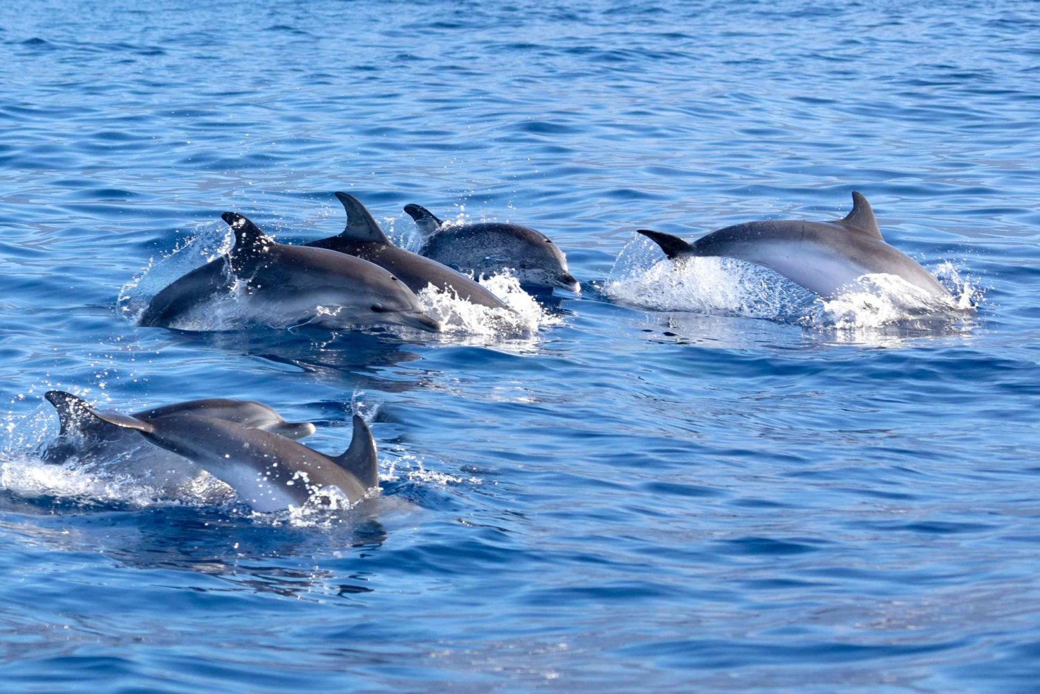 Pollença: Escursione in barca per osservare i delfini