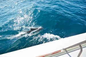 Pollença: Dolphin Watching Boat Excursion