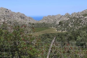 Рынок Полленса и монастырь Льюк