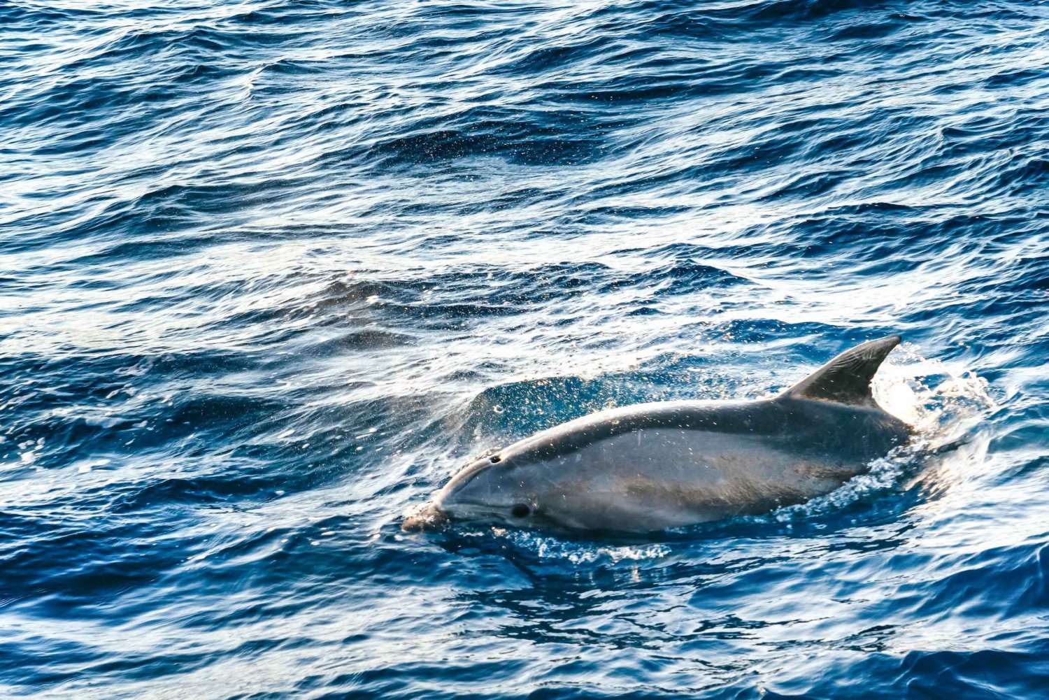 Port d'Alcudia: Auringonnousu merellä ja delfiinien katseluveneajelu