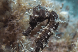 Ontdekkingsduiken met rondvaart