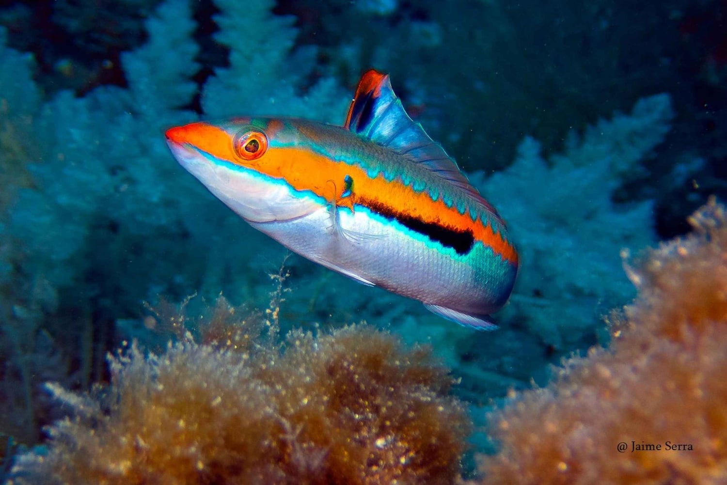 Port de Sóller: Tour di snorkeling con guida professionale
