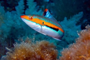 Port de Sóller: Tour di snorkeling con guida professionale