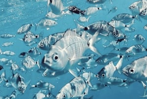 Port de Sóller: Tour di snorkeling con guida professionale