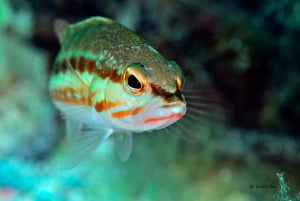 Port de Sóller: Tour di snorkeling con guida professionale