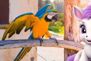 Port de Sóller: Die magischen Kreaturen von Sóller, Familienspiel