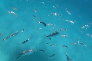 Yksityinen venekierros Cala Millor, Canyamel:meriluola&snorkkelointi