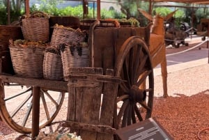 Privat tur: Vinsmagning, oplev det ægte Mallorca