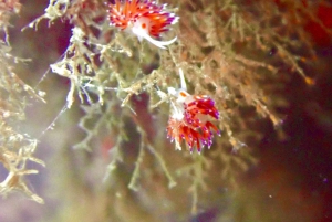 Passeio à vela: Explora a Bahia de Palma com tapas e bebidas