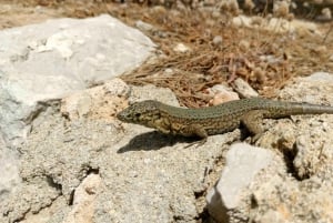 サンタポンタ/ペゲラ：水泳休憩付きドラゴネラ島クルーズ